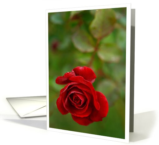 Red Rose Blank card (792314)