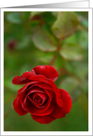 Red Rose Blank Card