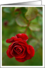 Red Rose Blank Card