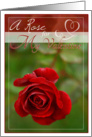 A Rose for My Valentine- Red Rose photo card
