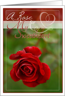 A Rose for My Sweetheart Red Rose photo card