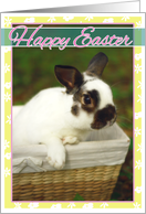 Happy Easter with a photo of a Bunny in a basket card