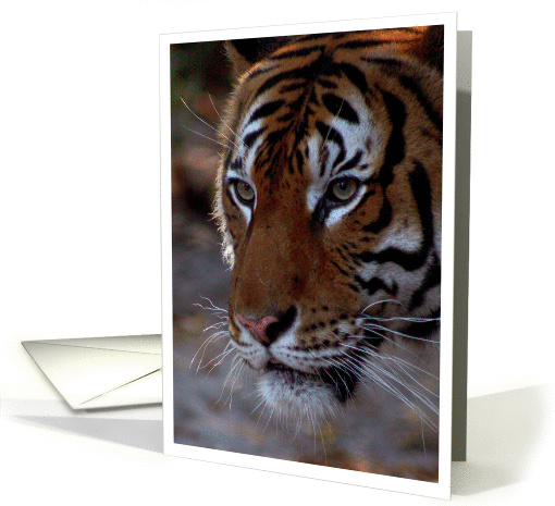 Tiger Close Up Photo card (800758)