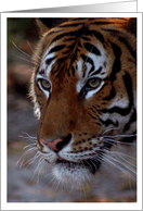 Tiger Close Up Photo