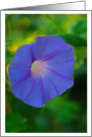 Morning Glory Flower Blank Note Card