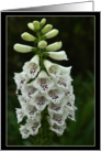 White Foxglove Flower Blank Note Card