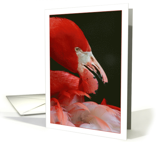 Close Up of Flamingo Blank Note card (803752)