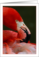 Close Up of Flamingo Blank Note Card