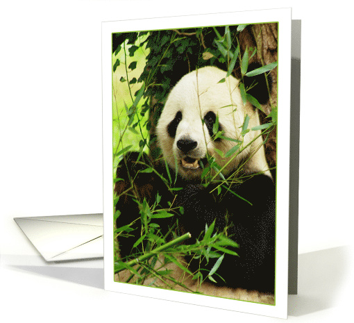 Panda Bear Eating Bamboo Blank Note card (803772)