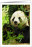 Panda Bear Eating Bamboo Blank Note Card