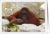 Orangutan, Forgot your Birthday! card