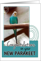 Congratulations on Your New Parakeet! card