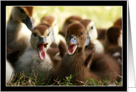 Cute Baby Ducks card