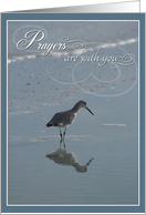 Prayers are with you Bird and Shadow Condolence card