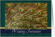 Wedding Invitation- Peacock Themed, Teal card