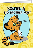 Congratulations on Becoming a Big Brother Cards from Greeting Card Universe