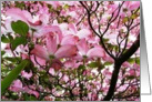 Congratulations! Pink Dogwood Flowers, Pink Floral Blossoms card