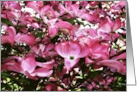 Blank Note Cards Pink Dogwood Tree Flowers Blossoms Floral Botanical card