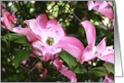 Blank Note Cards Pink Dogwood Tree Flowers Blossoms Floral Botanical card