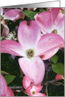 Blank Note Cards Pink Flowers Dogwood Tree Blossoms Floral Botanical card