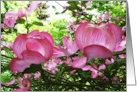 Blank Note Cards Pink Dogwood Tree Flowers Floral Botanical Blossoms card