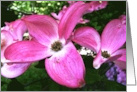 Blank Note Cards Pink Dogwood Tree Blossoms Flowers Floral Botanical card