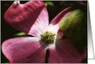 Blank Note Cards Pink Dogwood Tree Flower Floral Botanical Blossom card