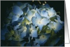 Blank Note Cards Blue Hydrangea Flowers Floral Botanical Blossoms card