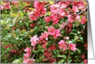 Blank Note Cards Floral Botanical Flowers Pink Hawthorn Bush card