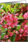 Blank Note Cards Pink Hawthorn Bush Flowers Floral Botanical Garden card