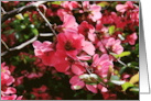 Blank Note Card Floral Flowers Botanical Pink Hawthorn Bush card
