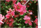 Blank Note Cards Pink Flowering Bush Botanical Floral Hawthorn card