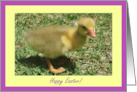 Happy Easter General Duckling Fuzzy Baby Duck Image Easter Holiday card