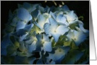 Mother’s Day - Hydrangea Flowers card