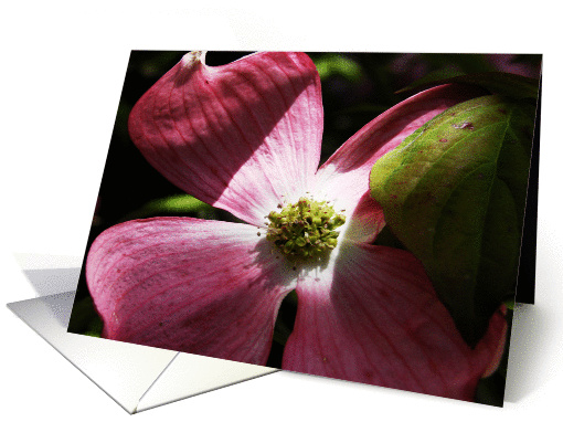 Mother's Day - Pink Dogwood Flowers card (367936)