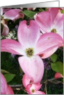 Blank Note Cards - Pink Dogwood Tree card