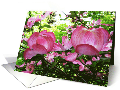 Blank Note Cards Pink Dogwood Tree Flowers Floral... (374818)