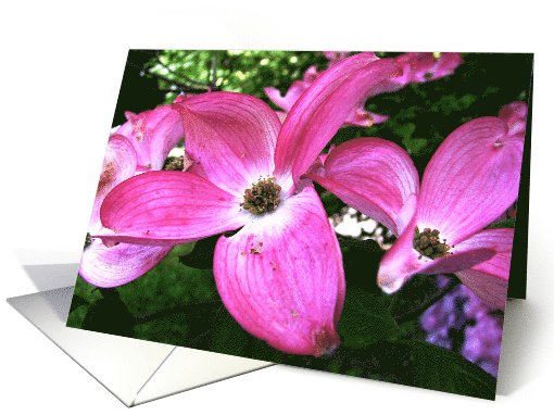 Blank Note Cards Pink Dogwood Tree Blossoms Flowers Floral... (374819)