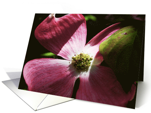 Blank Note Cards Pink Dogwood Tree Flower Floral Botanical... (374820)