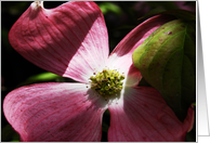 Blank Note Cards Pink Dogwood Tree Flower Floral Botanical Blossom card