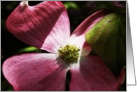 Blank Note Cards - Pink Dogwood Tree card