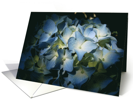 Blank Note Cards Blue Hydrangea Flowers Floral Botanical Blossoms card