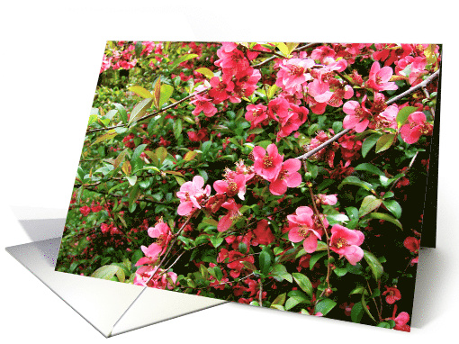 Blank Note Cards Floral Botanical Flowers Pink Hawthorn Bush card
