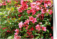Blank Note Cards Floral Botanical Flowers Pink Hawthorn Bush card