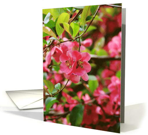 Blank Note Cards Pink Hawthorn Bush Flowers Floral... (374823)