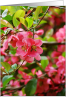 Blank Note Cards Pink Hawthorn Bush Flowers Floral Botanical Garden card