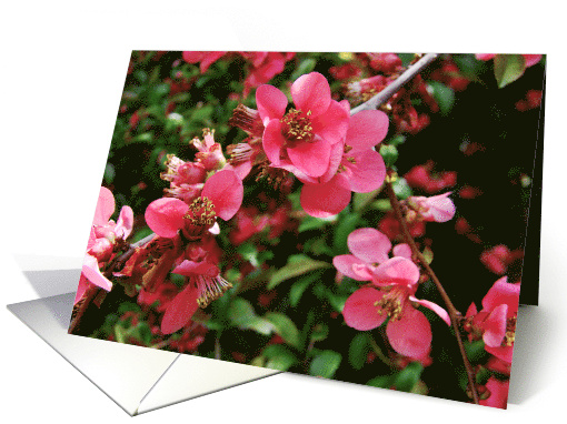 Blank Note Cards Pink Flowering Bush Botanical Floral Hawthorn card