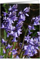 Blank Note Cards Bluebells Purple Flowers Floral Botanical Wildflowers card