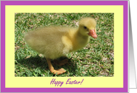 Happy Easter General Duckling Fuzzy Baby Duck Image Easter Holiday card