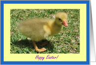 Happy Easter - Duckling card